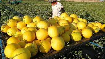 脆宝蜜瓜怎么吃,解锁夏日清新口感  第1张